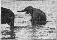 BOSTOGKS ELEPHANTS ENJOYING A SEA BATH…